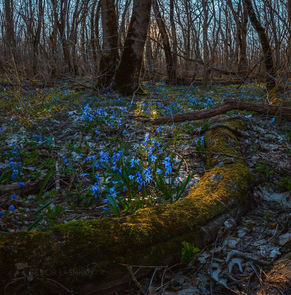 Весенний лес на Ставрополье