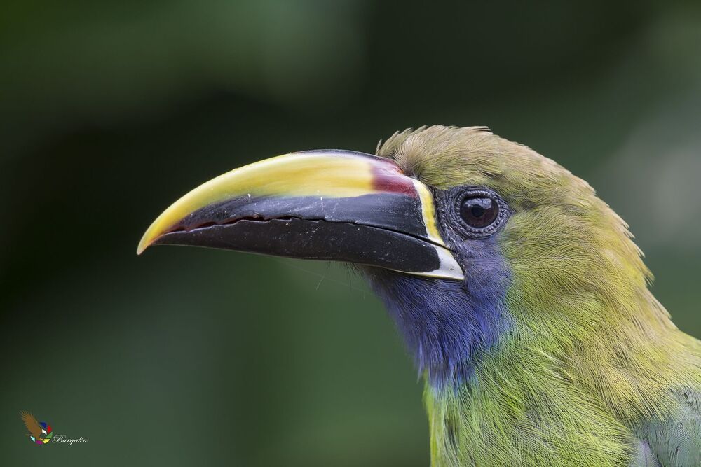 Northern Emerald-Toucanet (Aulacorhynchus prasinus) Tucancillo Verde (Curr&eacute;, Curr&eacute; Verde) R