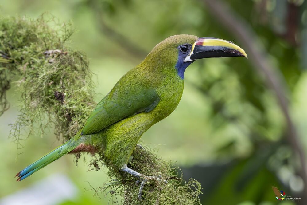 Northern Emerald-Toucanet (Aulacorhynchus prasinus) Tucancillo Verde (Curr&eacute;, Curr&eacute; Verde) R