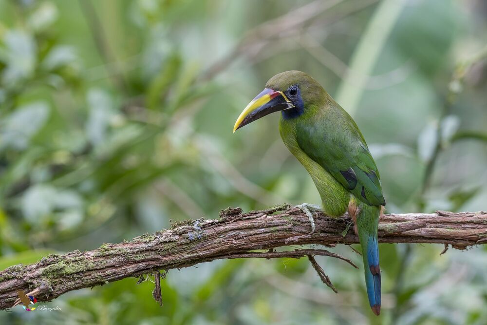Northern Emerald-Toucanet (Aulacorhynchus prasinus) Tucancillo Verde (Curr&eacute;, Curr&eacute; Verde) R