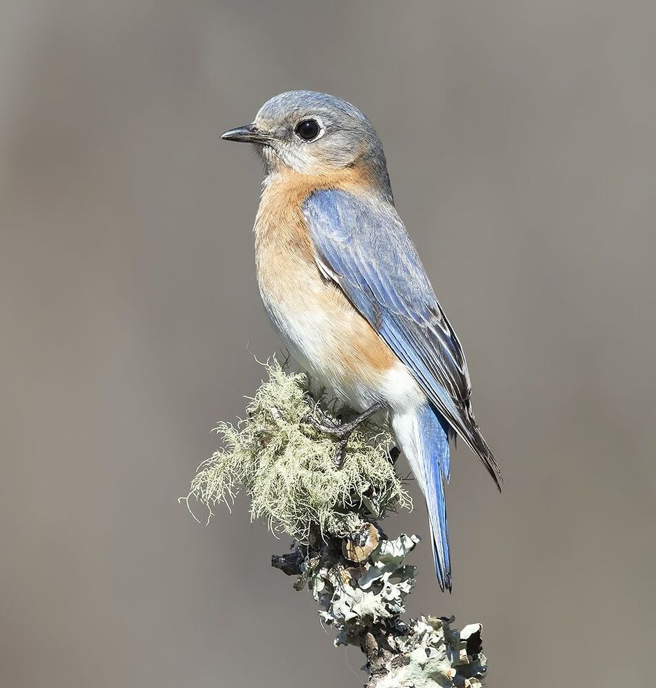 Восточная сиалия (самка) - Eastern Bluebird female