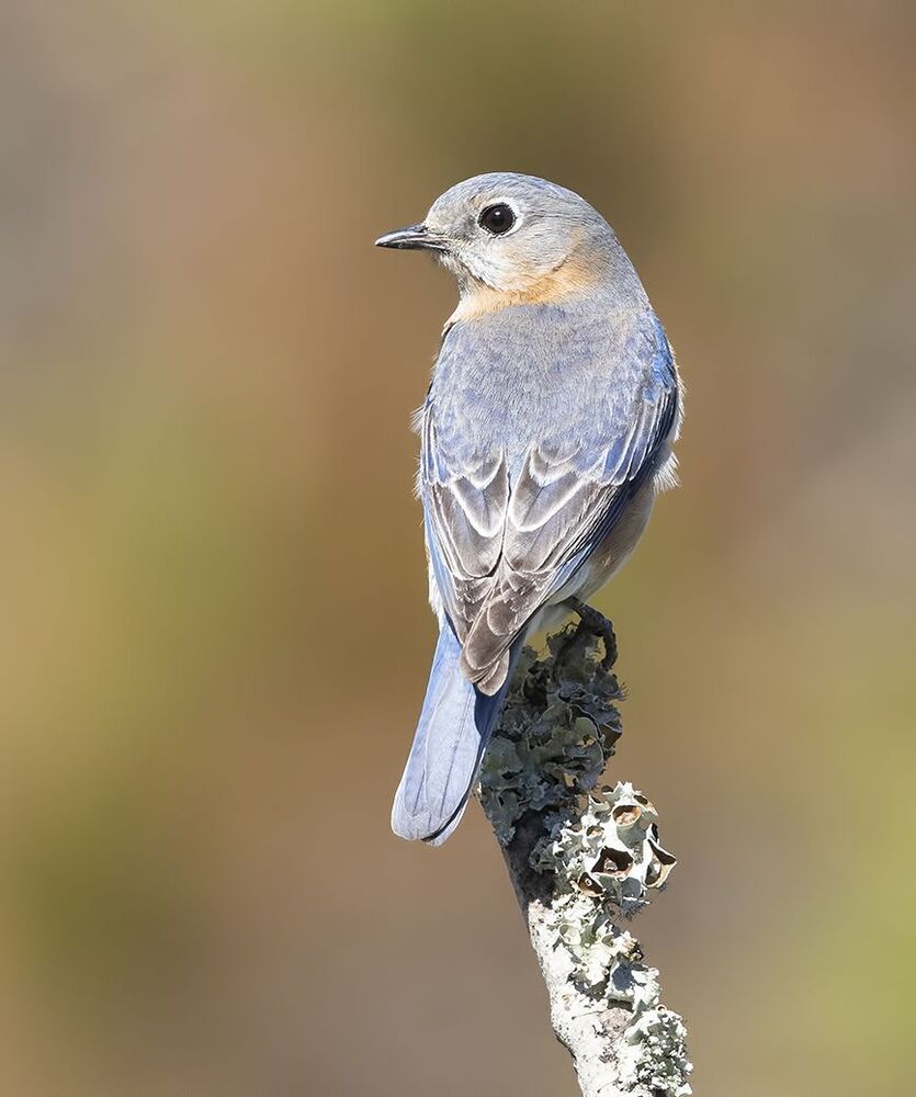 Восточная сиалия (самка) - Eastern Bluebird female