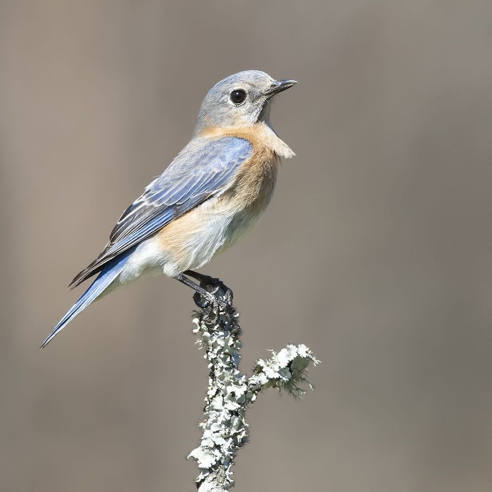 Восточная сиалия (самка) - Eastern Bluebird female