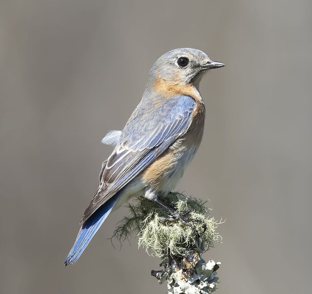 Восточная сиалия (самка) - Eastern Bluebird female