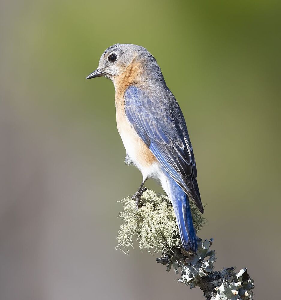 Восточная сиалия (самка) - Eastern Bluebird female