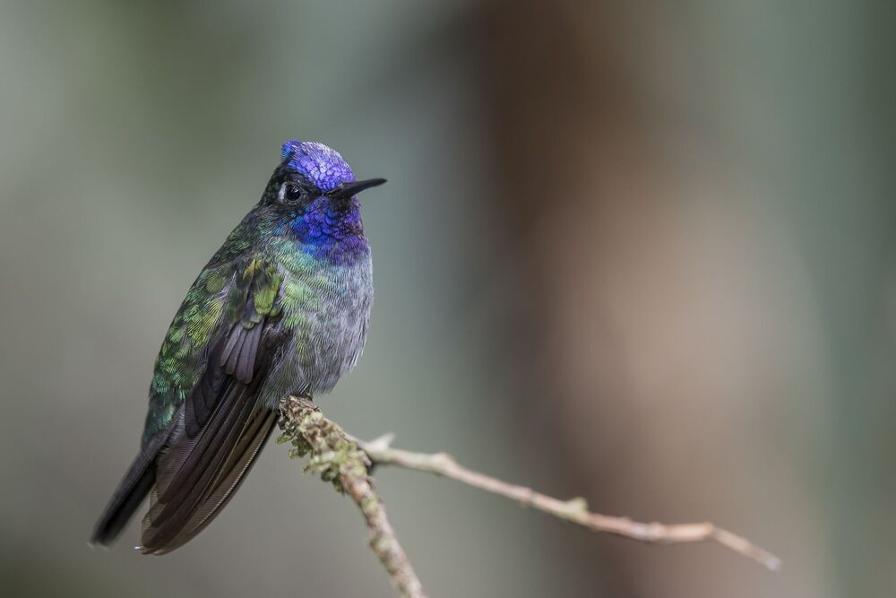 Violet-headed Hummingbird (Klais guimeti) Colibr&iacute; Cabeciazul R