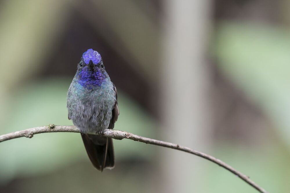 Violet-headed Hummingbird (Klais guimeti) Colibr&iacute; Cabeciazul R