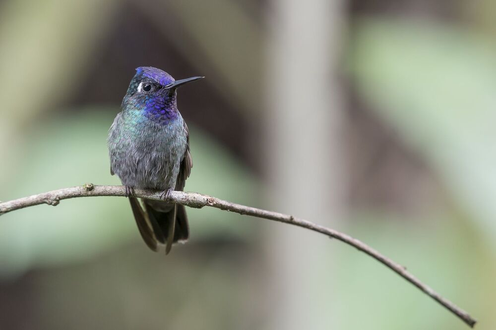 Violet-headed Hummingbird (Klais guimeti) Colibr&iacute; Cabeciazul R
