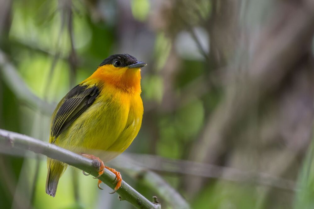 Orange-collared Manakin (Manacus aurantiacus) Saltar&iacute;n Cuellinaranja (Quiebrapalos, Hombrecillo) R-END