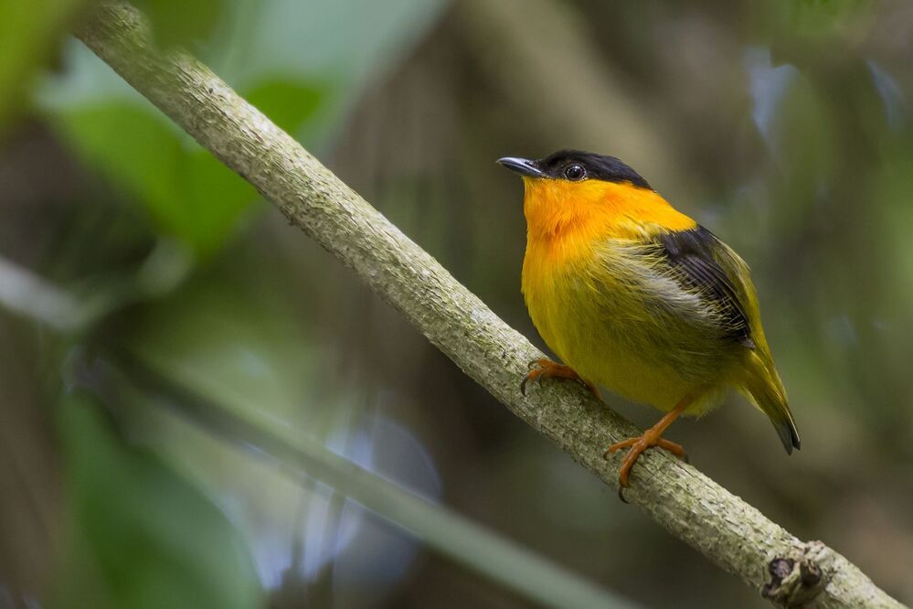 Orange-collared Manakin (Manacus aurantiacus) Saltar&iacute;n Cuellinaranja (Quiebrapalos, Hombrecillo) R-END