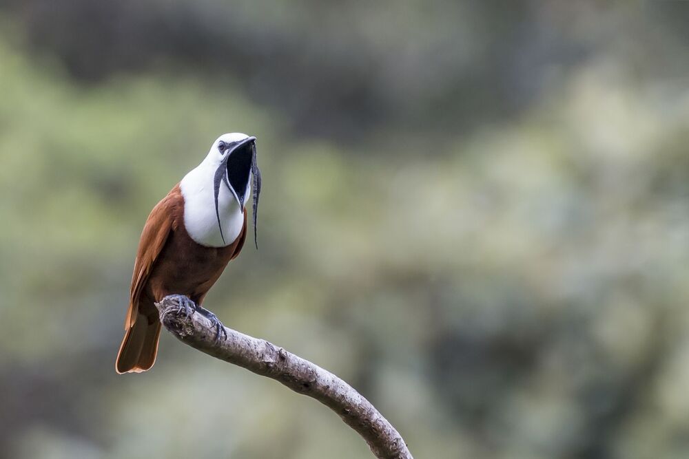 Three-wattled Bellbird (Procnias tricarunculatus) Campanero Tricarunculado (P&aacute;jaro Campana, Rin-Ran, Calandria) R-END