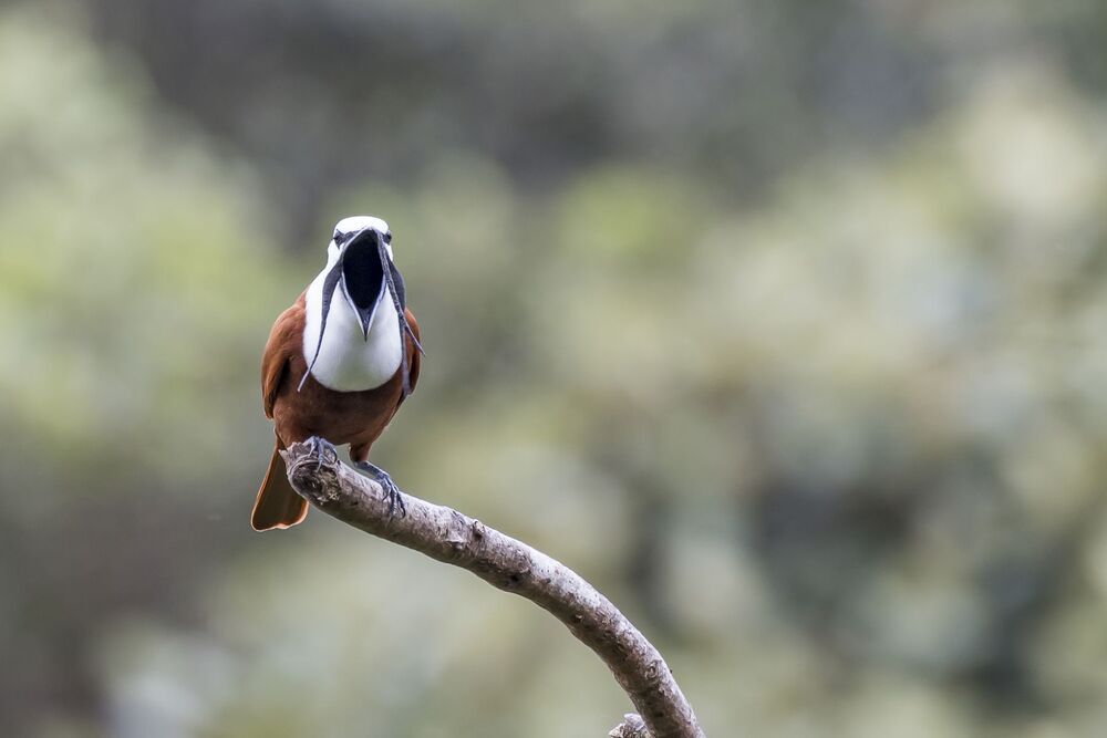 Three-wattled Bellbird (Procnias tricarunculatus) Campanero Tricarunculado (P&aacute;jaro Campana, Rin-Ran, Calandria) R-END