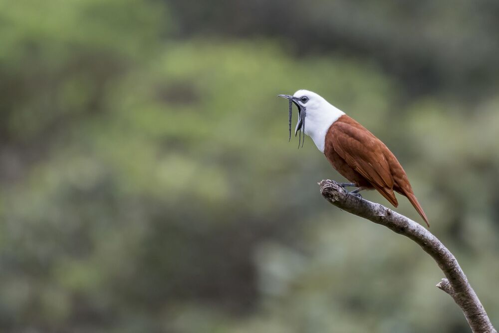 Three-wattled Bellbird (Procnias tricarunculatus) Campanero Tricarunculado (P&aacute;jaro Campana, Rin-Ran, Calandria) R-END
