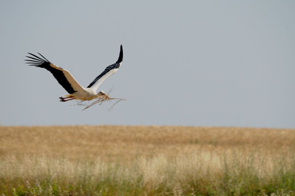 La cigogne a trouvé de la paille dans le champ et repart