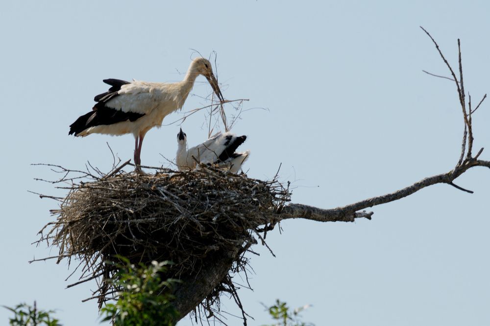 La cigogne nourrit sa couvée