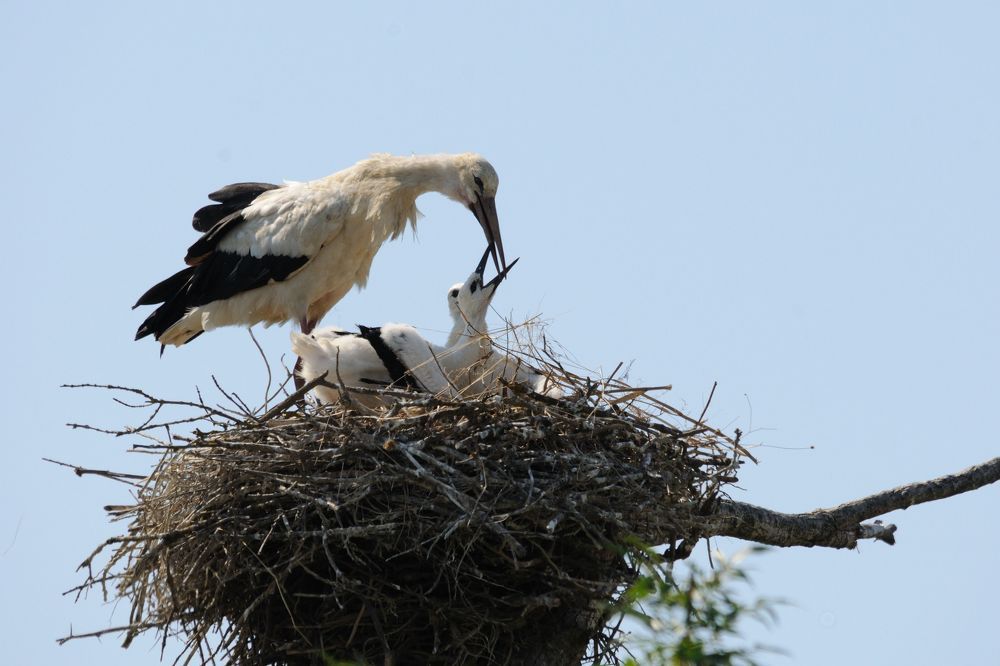 La cigogne nourrit sa couvée