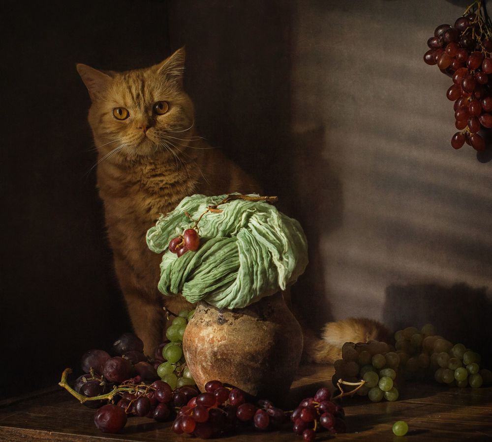Виноградный кот