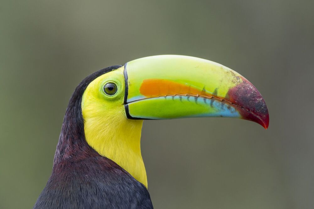 Keel-billed Toucan (Ramphastos sulfuratus) Tuc&aacute;n Pico Iris (Tuc&aacute;n Pico Arcoiris, Curr&eacute; Negro) R