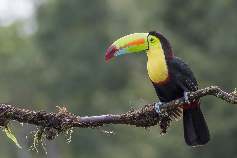 Keel-billed Toucan (Ramphastos sulfuratus) Tuc&aacute;n Pico Iris (Tuc&aacute;n Pico Arcoiris, Curr&eacute; Negro) R