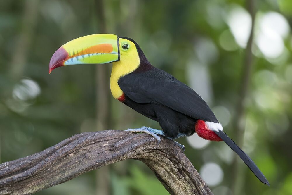 Keel-billed Toucan (Ramphastos sulfuratus) Tuc&aacute;n Pico Iris (Tuc&aacute;n Pico Arcoiris, Curr&eacute; Negro) R