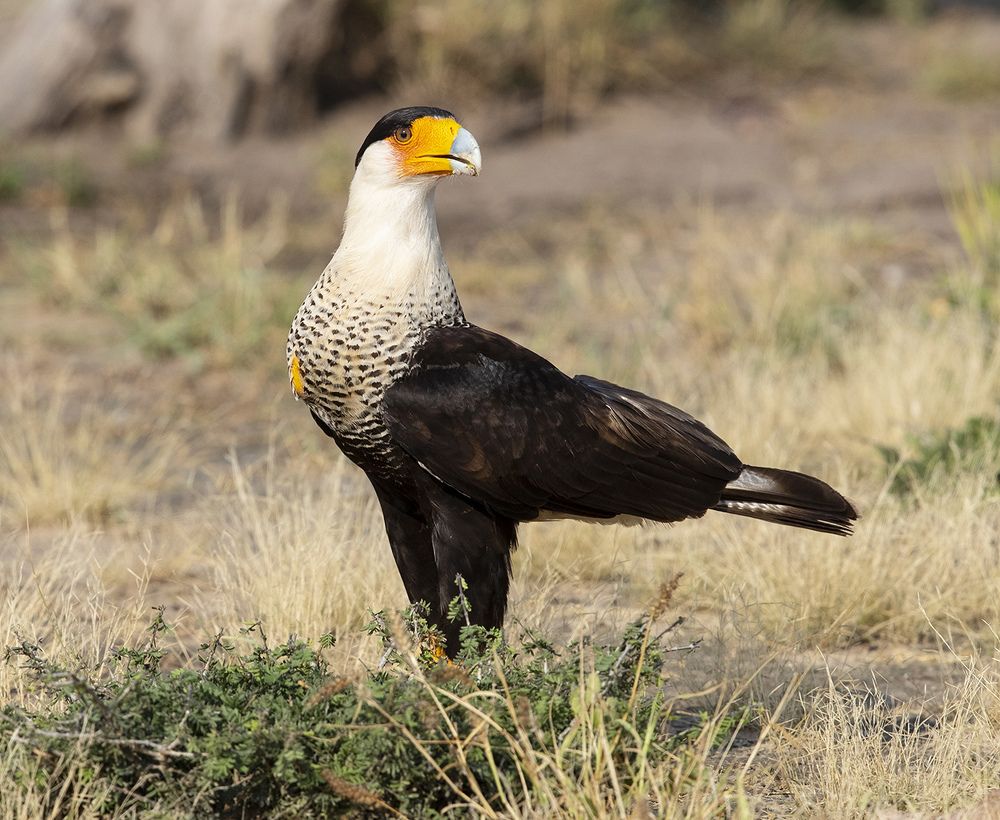 Обыкновенная каракара - Crested Caracara