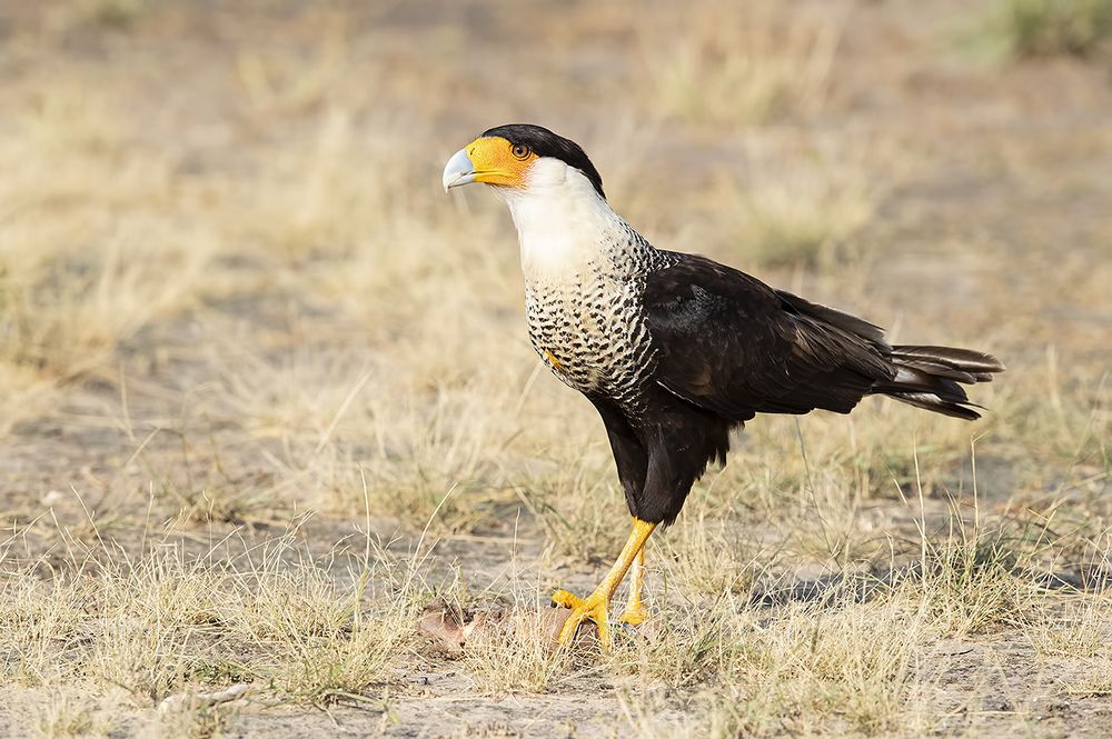 Обыкновенная каракара - Crested Caracara