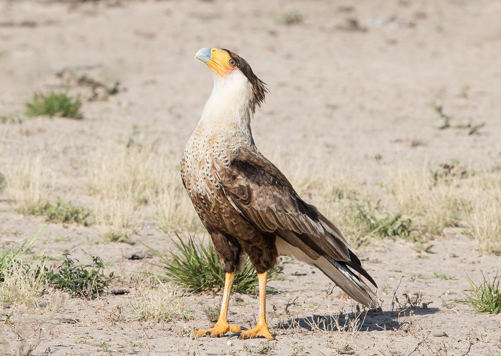 Обыкновенная каракара - Crested Caracara