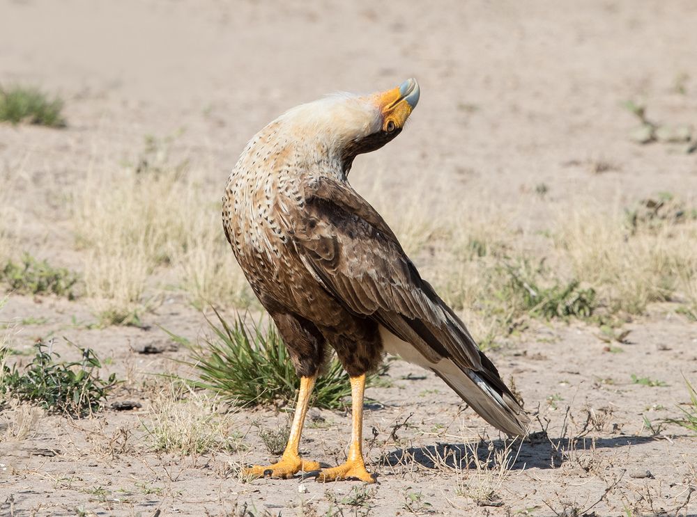 Обыкновенная каракара - Crested Caracara