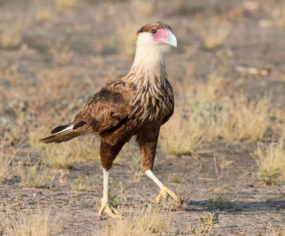 Обыкновенная каракара - Crested Caracara