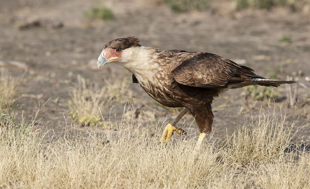 Обыкновенная каракара - Crested Caracara