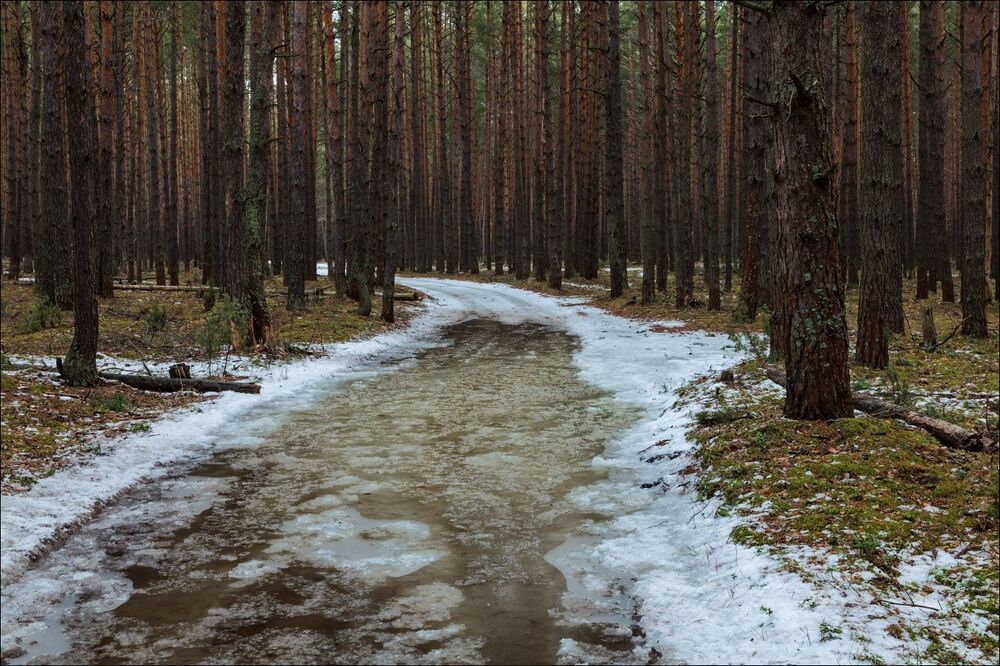В апрельский лес