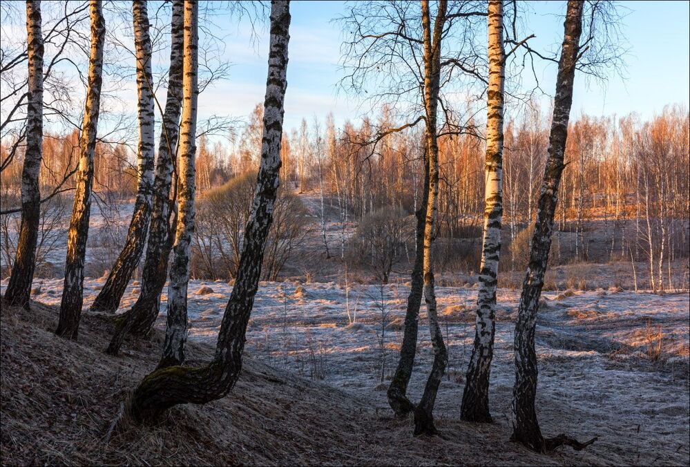 Подмороженное  утро у берёзовой рощи