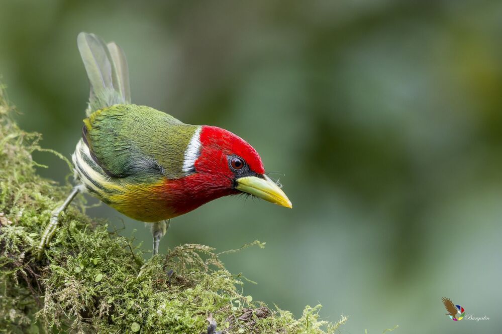 Red-headed Barbet (Eubucco bourcierii) Barbudo Cabecirrojo (Ruano) R