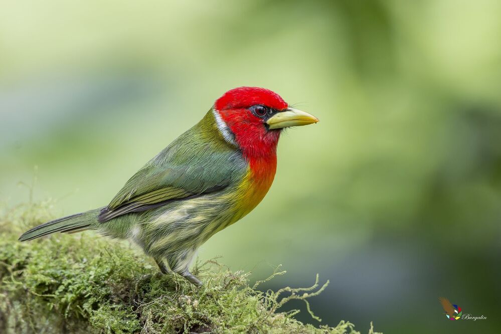 Red-headed Barbet (Eubucco bourcierii) Barbudo Cabecirrojo (Ruano) R