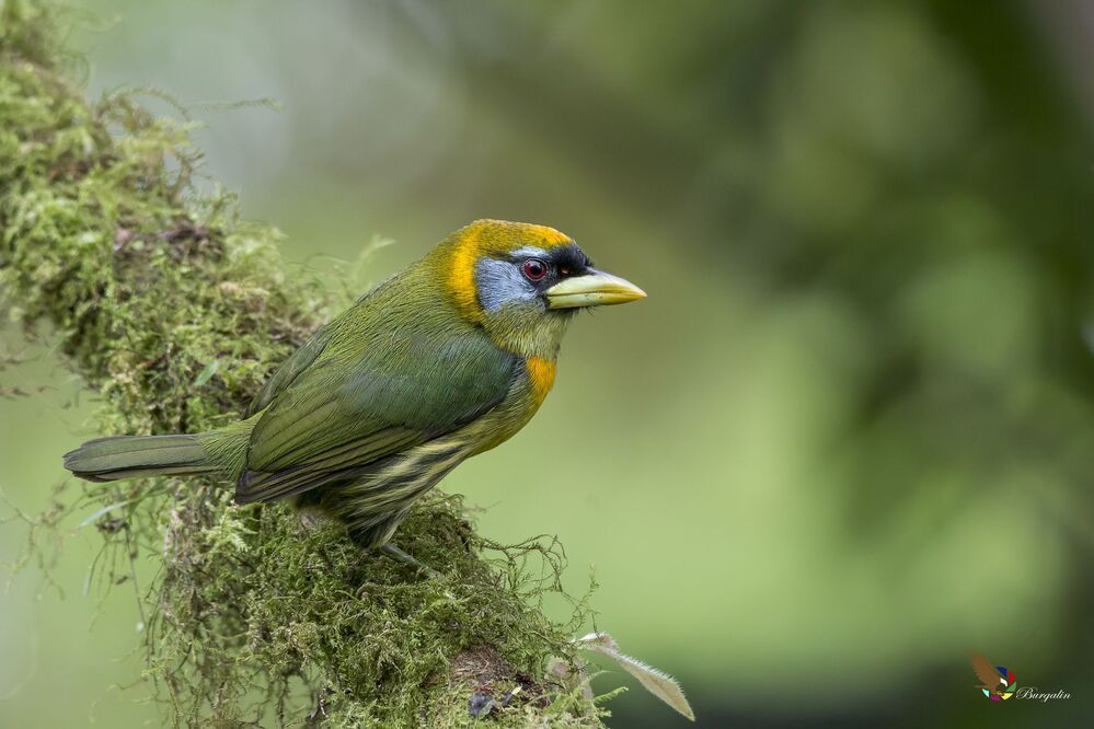 Red-headed Barbet (Eubucco bourcierii) Barbudo Cabecirrojo (Ruano) R