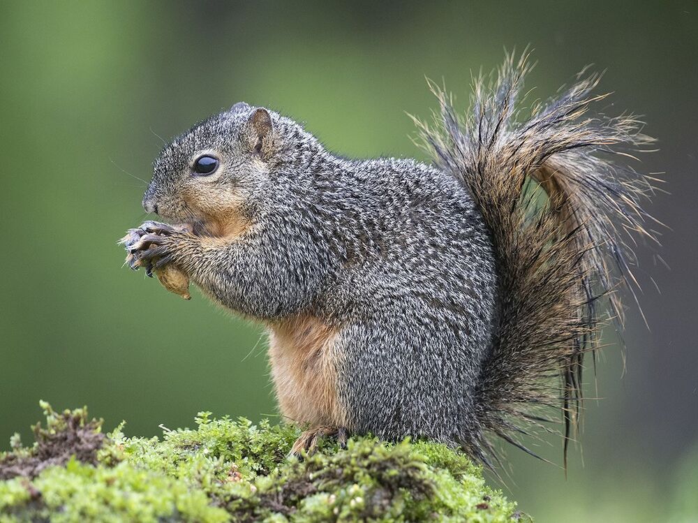 Лисья Белка -Fox Squirrel
