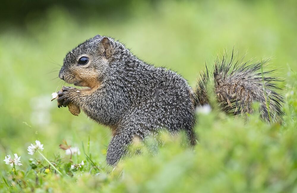 Лисья Белка -Fox Squirrel