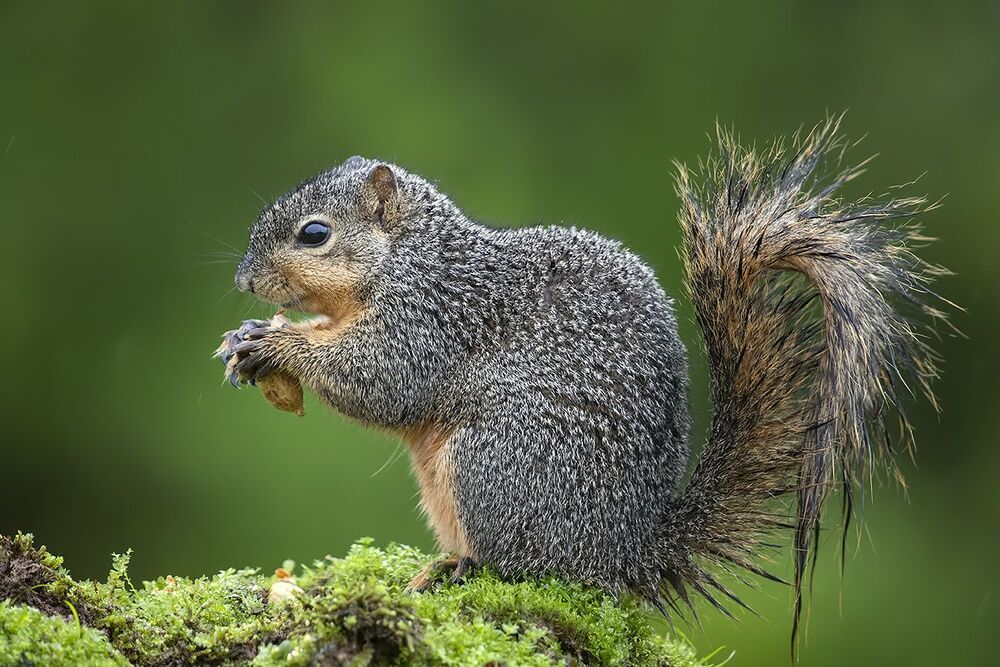 Лисья Белка -Fox Squirrel