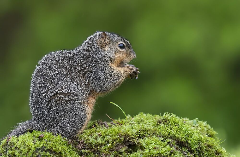 Лисья Белка -Fox Squirrel