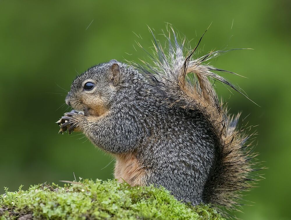 Лисья Белка -Fox Squirrel