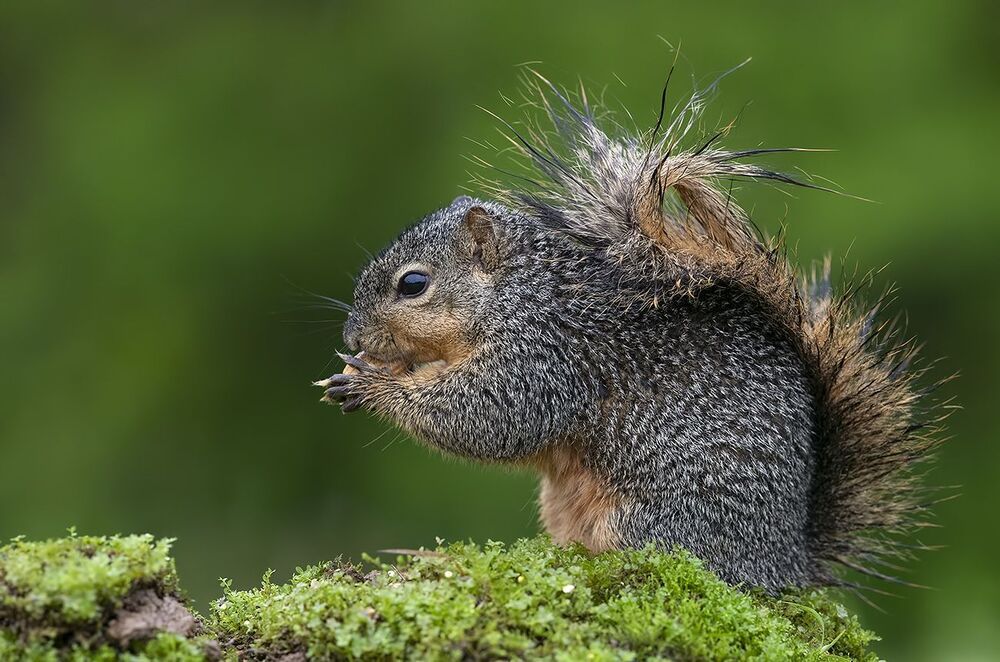 Лисья Белка -Fox Squirrel