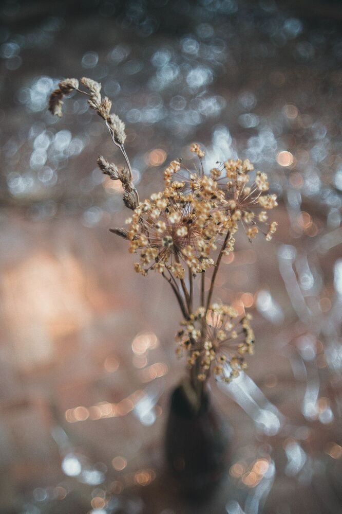 dry flowers