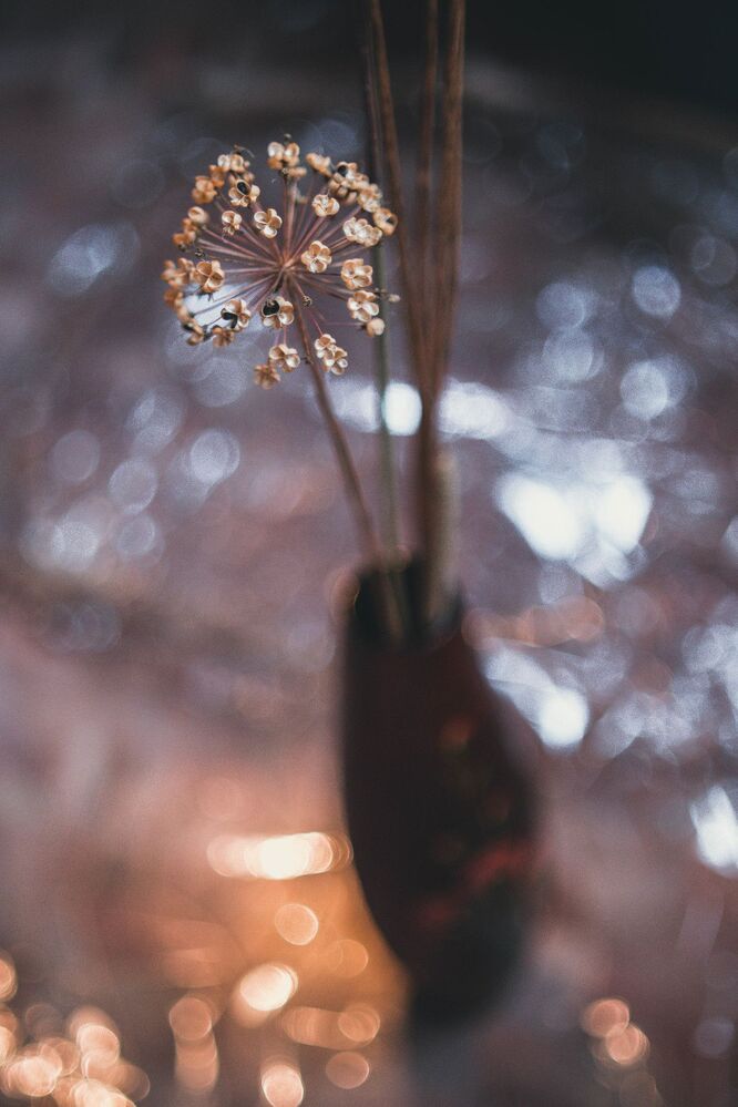 dry flowers