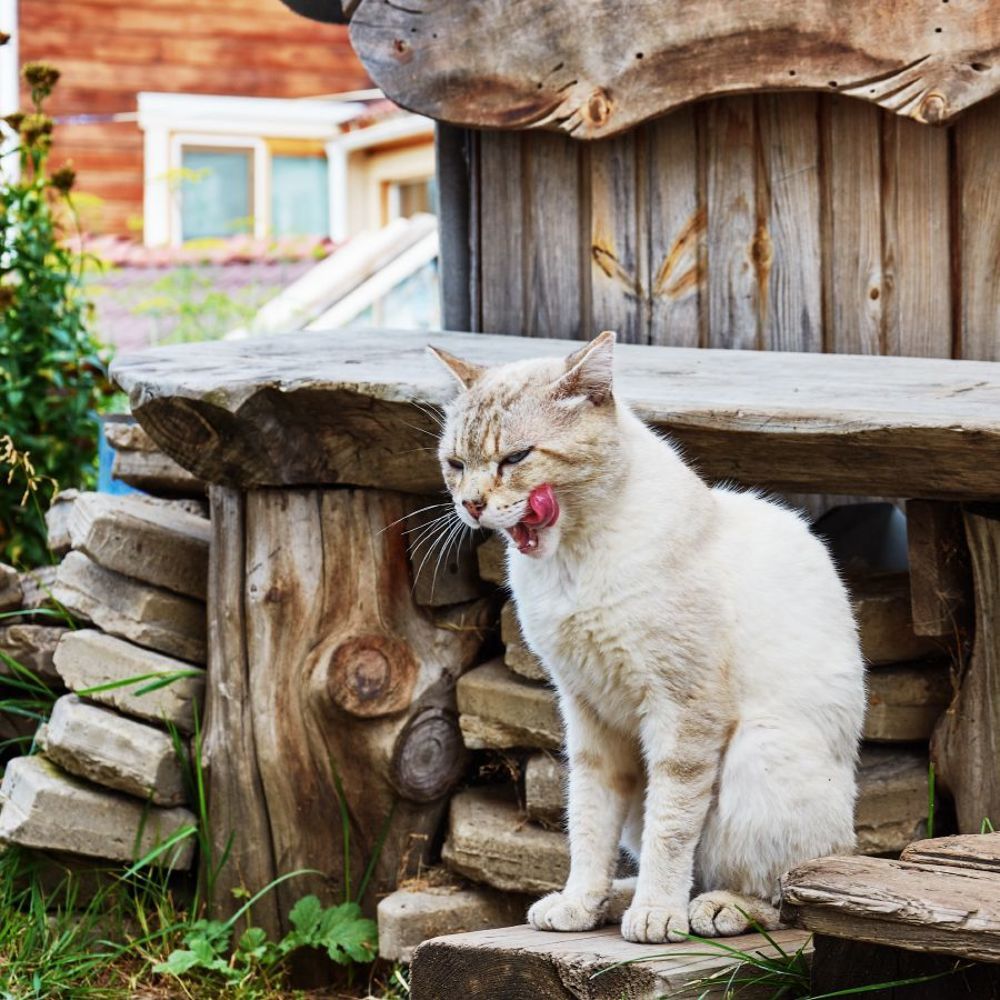 Деревенские коты