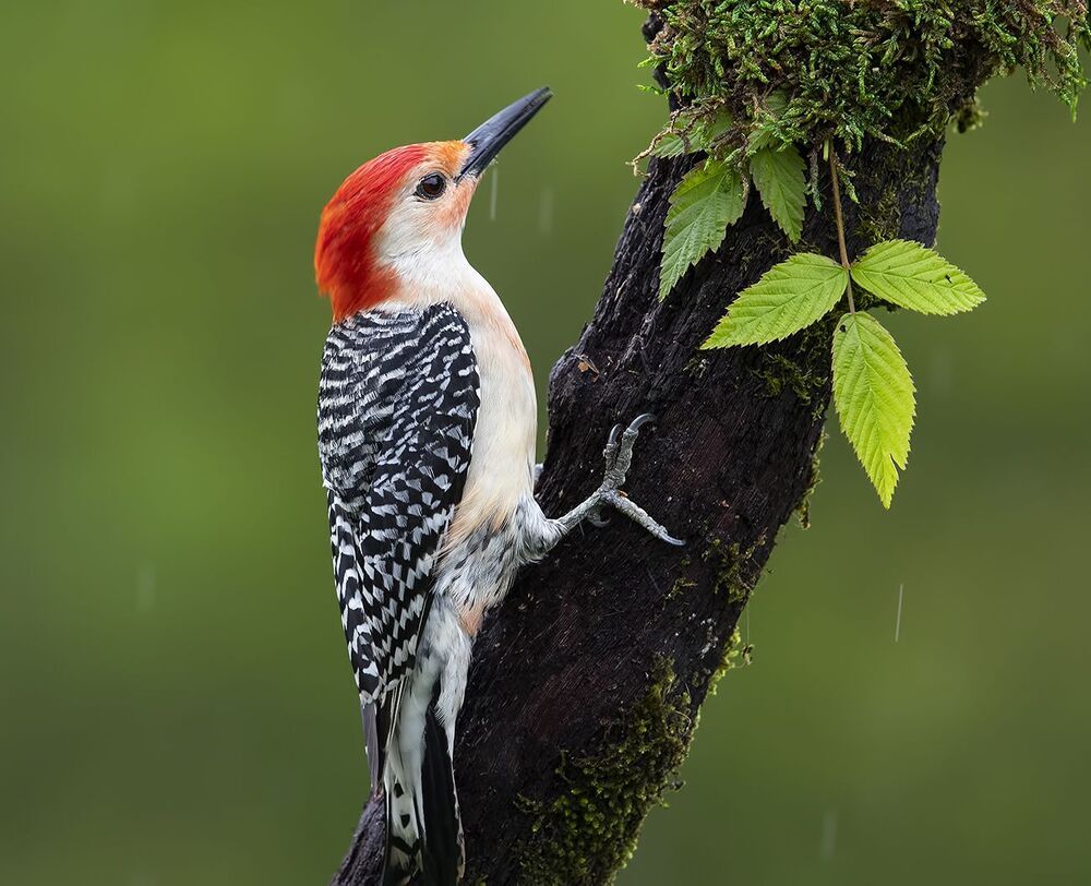 Дятлы - Каролинский меланерпес - Red-bellied Woodpecker