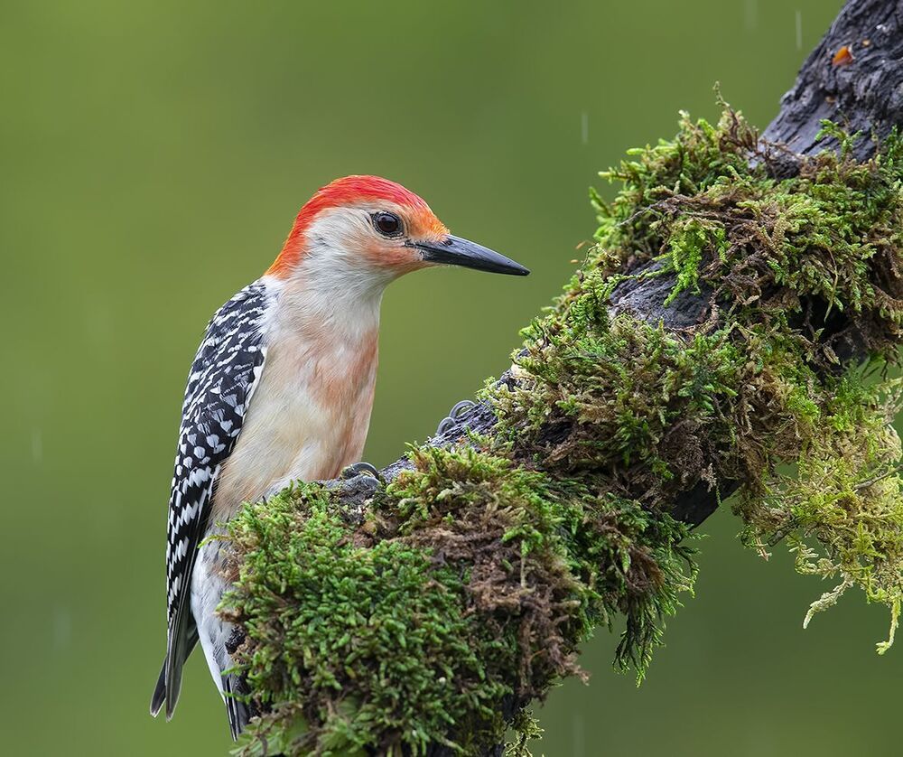 Дятлы - Каролинский меланерпес - Red-bellied Woodpecker