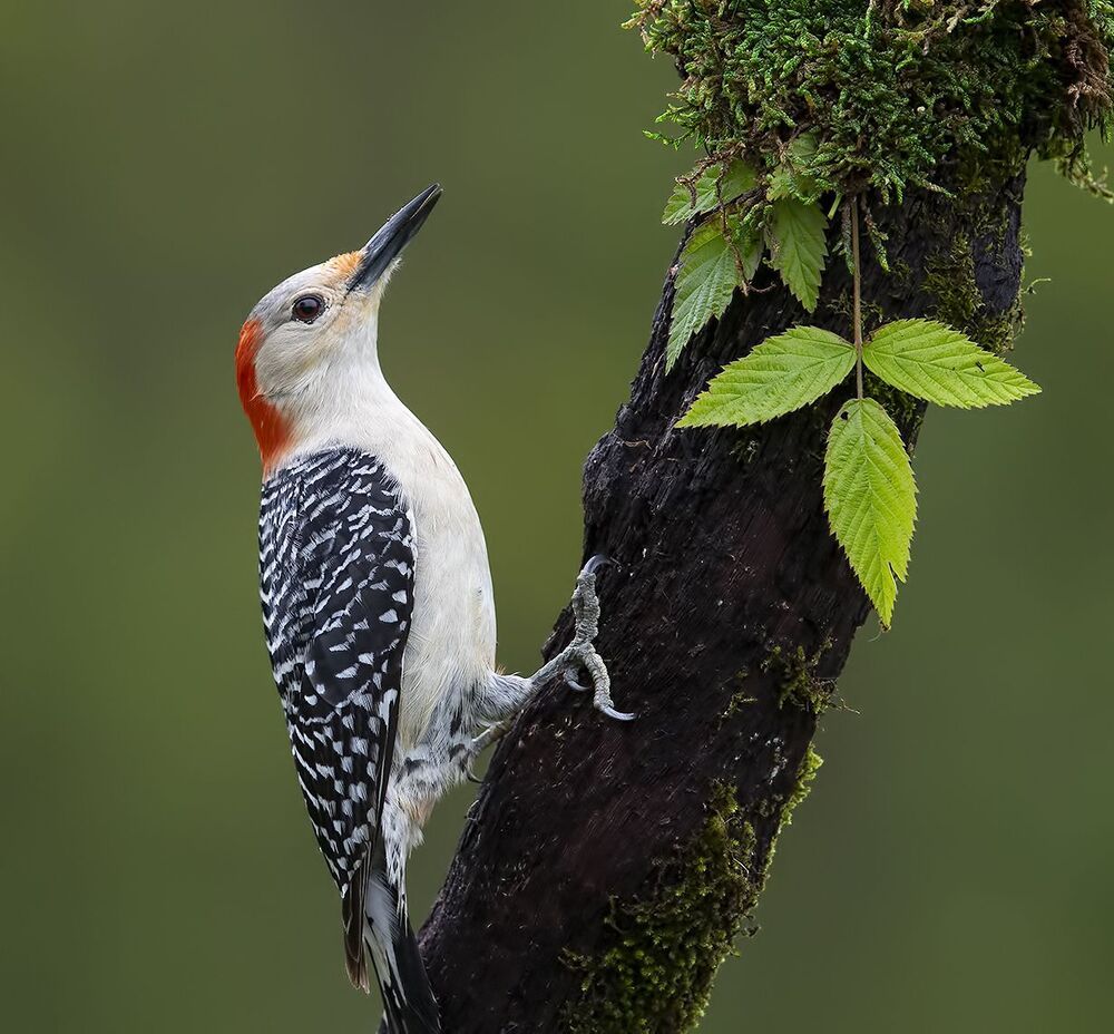 Дятлы - Каролинский меланерпес - Red-bellied Woodpecker