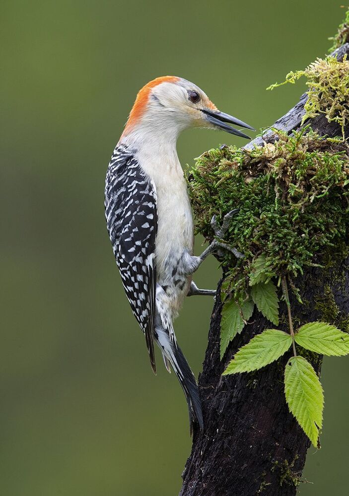 Дятлы - Каролинский меланерпес - Red-bellied Woodpecker