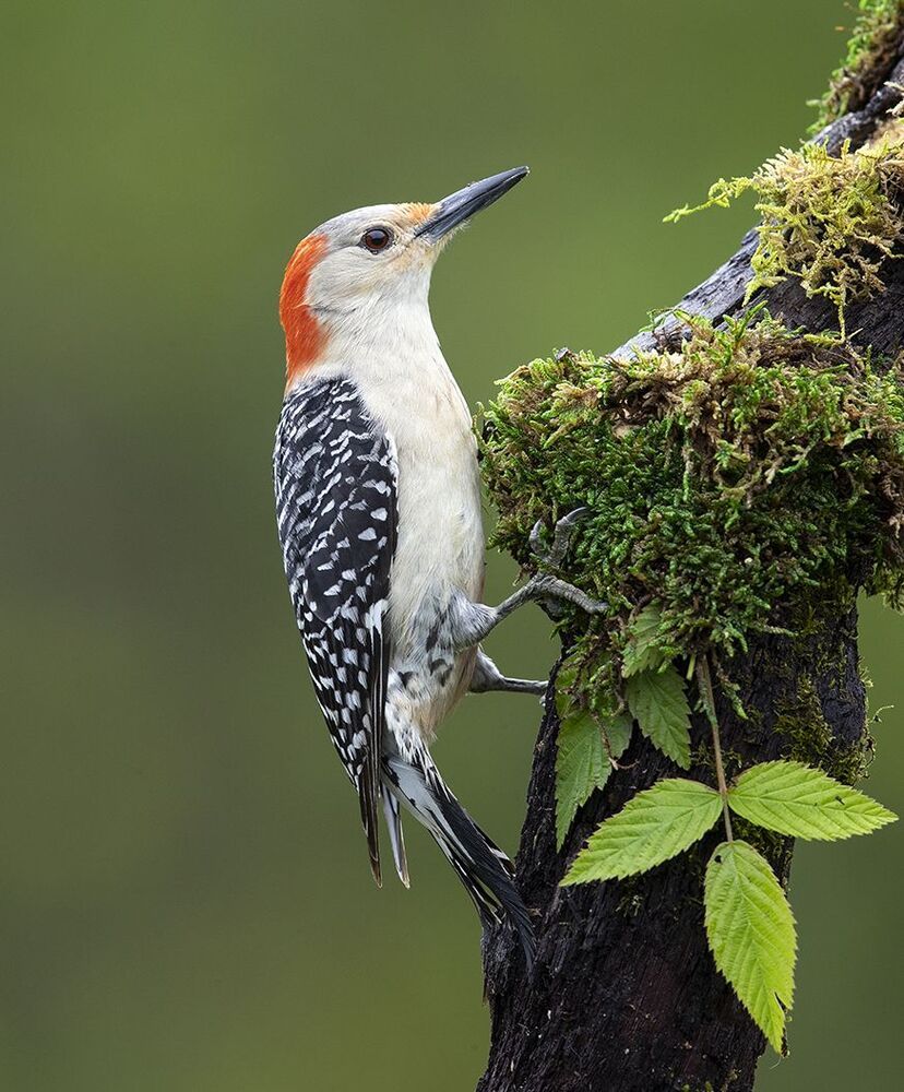 Дятлы - Каролинский меланерпес - Red-bellied Woodpecker