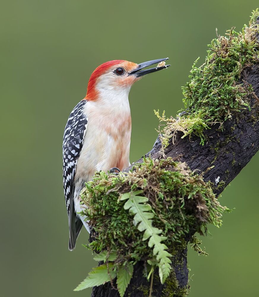 Дятлы - Каролинский меланерпес - Red-bellied Woodpecker